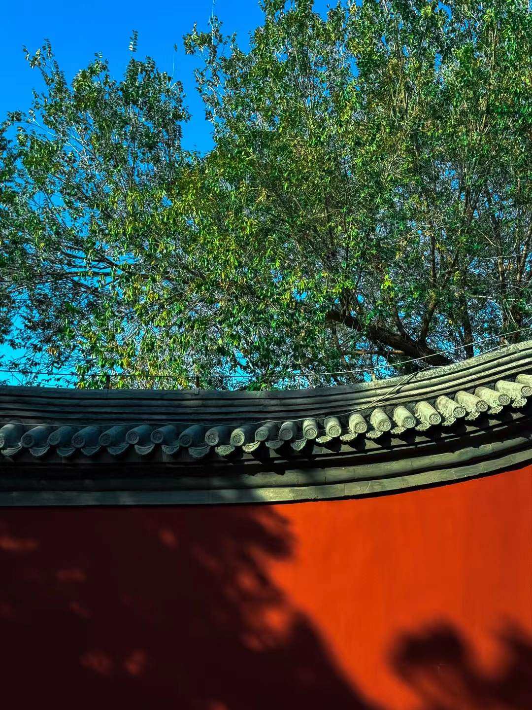 Tree shadows moving across a red wall and grey roof