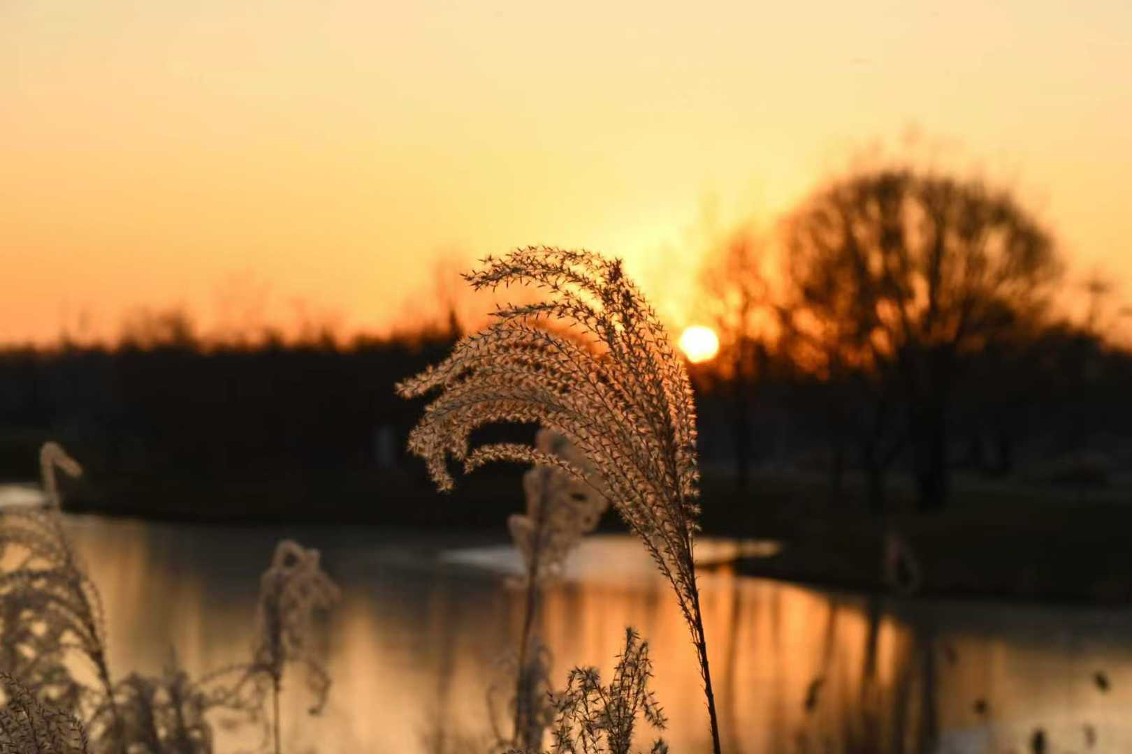 Fine reeds silhouetted against a muted evening sky