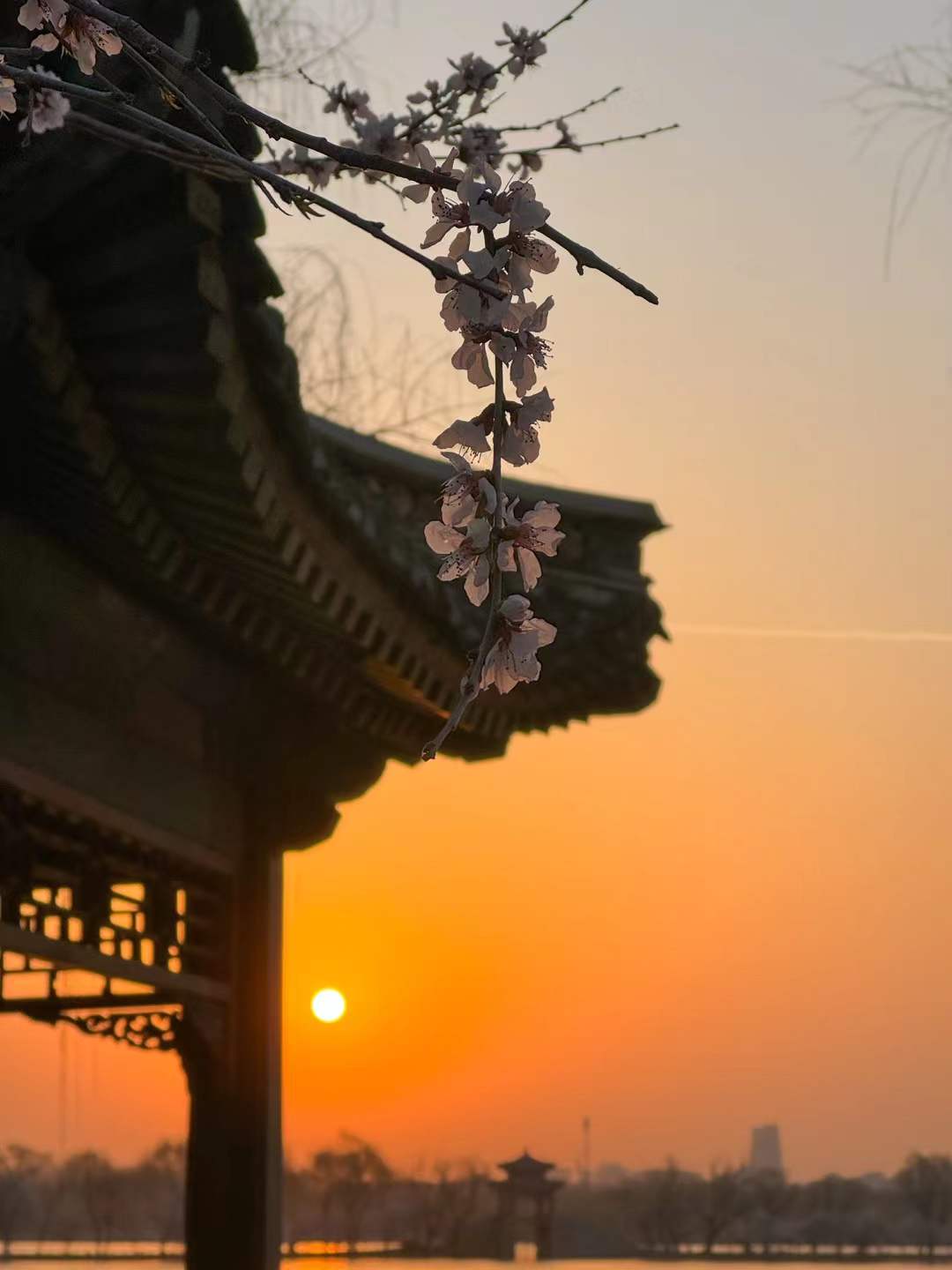 Pavilion eaves and flowering branches around the sun