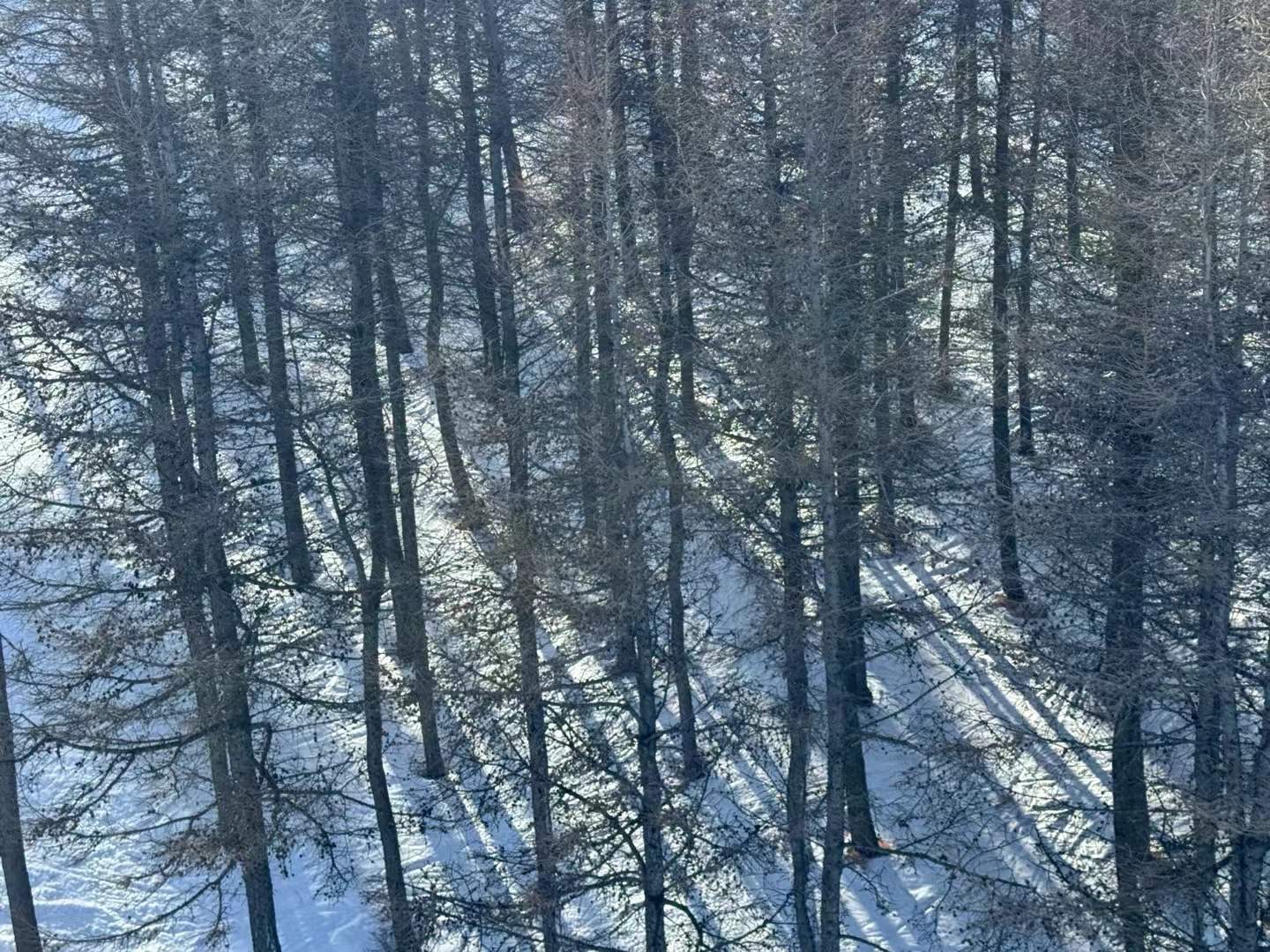 Snow-covered trees viewed from above