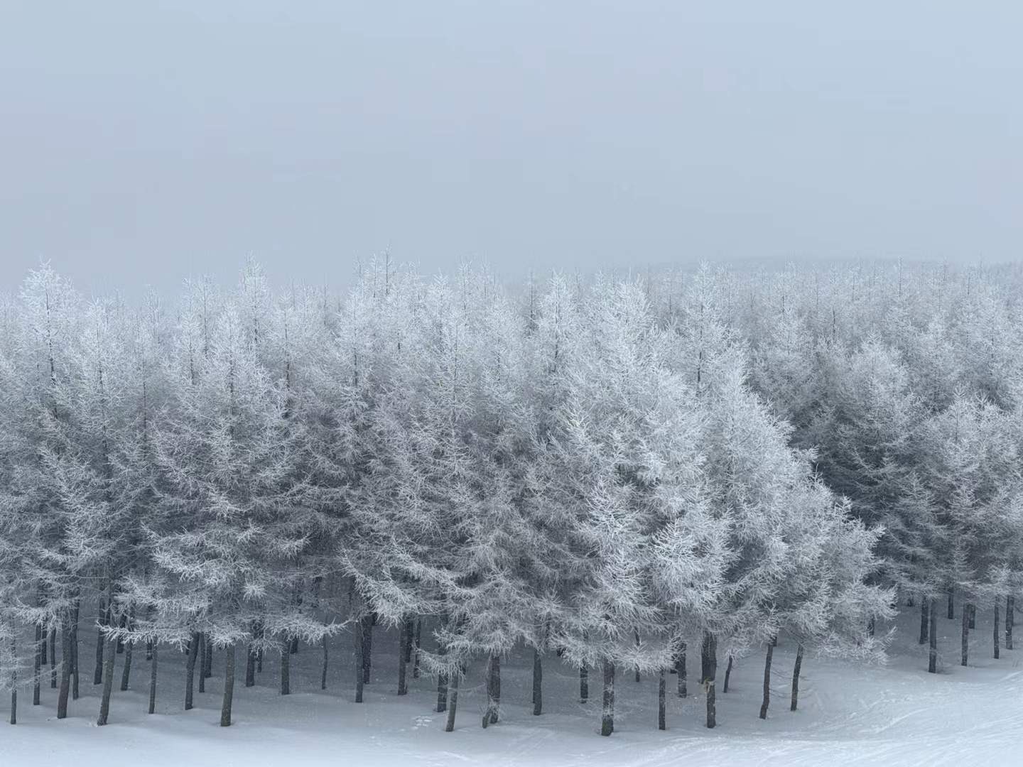 A dense forest softened by fresh snow