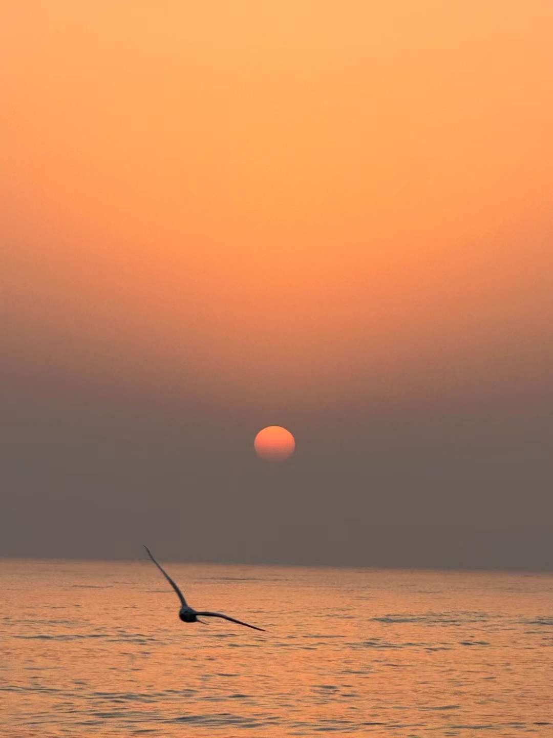 Sea birds circling a soft sunrise
