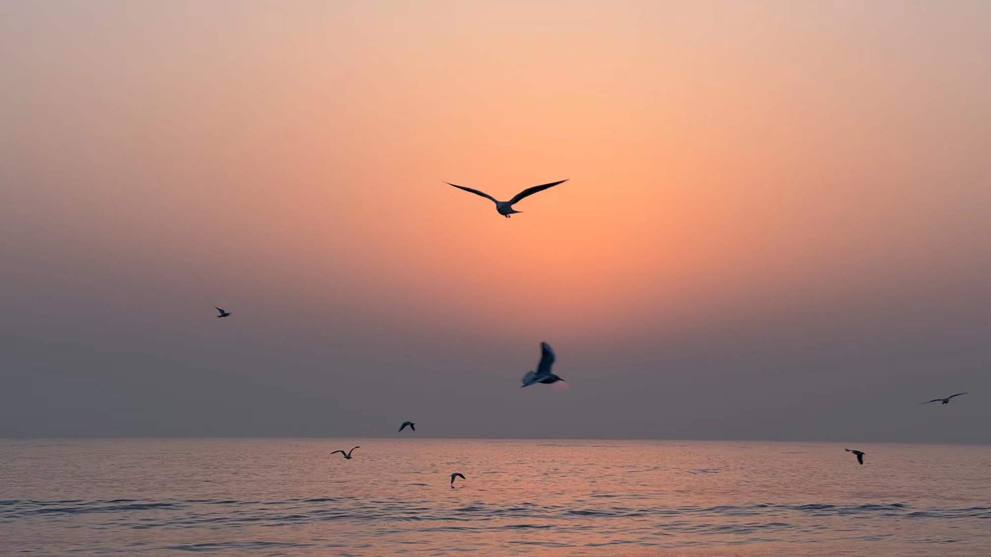 A flock of birds crossing the morning sea
