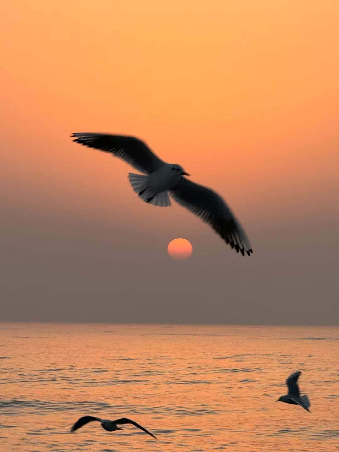 A single bird passing above a low sun